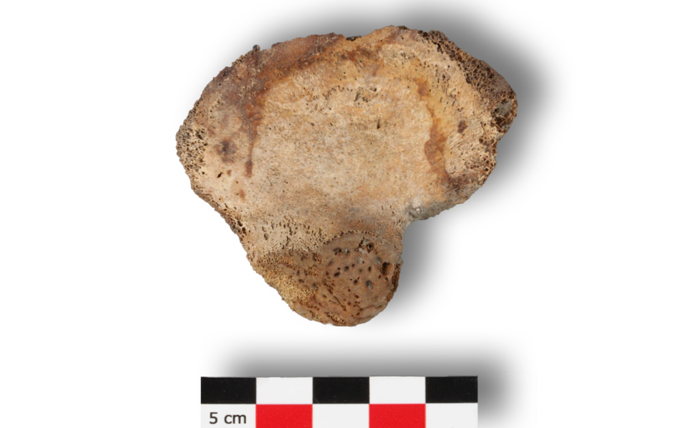 L'os gauche du bassin (l'os coxal)